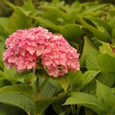 게스트하우스 Ibarre 3*