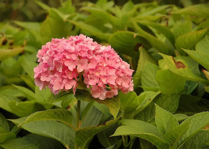 Guest house Ibarre 3*